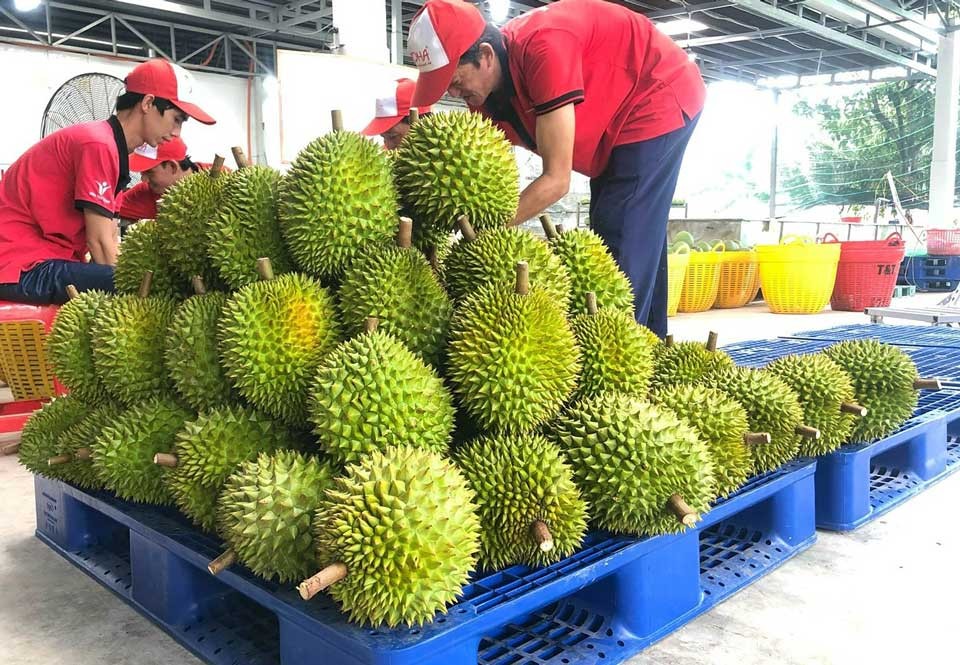 越南榴梿远销多国。（图：Vina T&T）