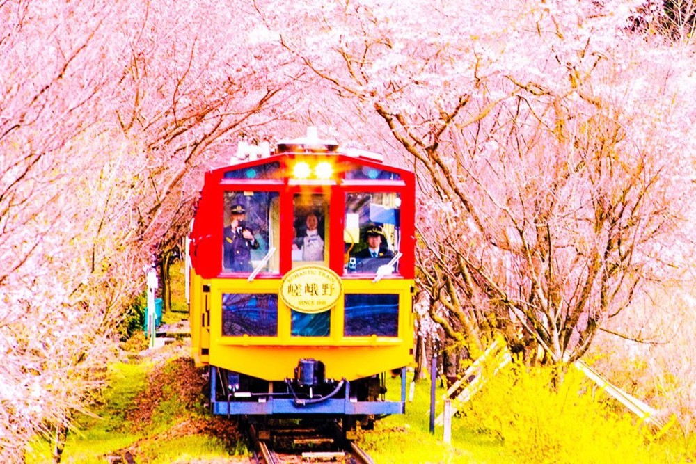 搭乘岚山小火车观看京都景点与赏樱花。