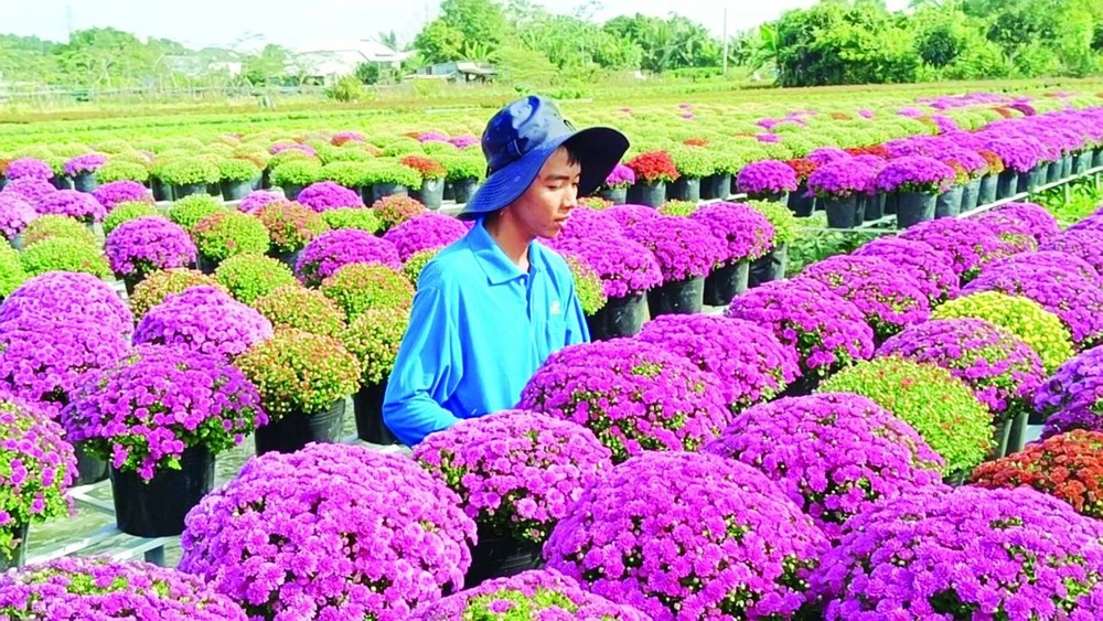 同塔省沙沥花村韩国菊花芬芳斗艳。图：信惠