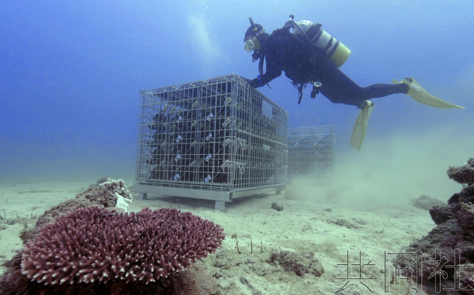 日企将约 500 瓶葡萄酒沉入奄美海底陈化