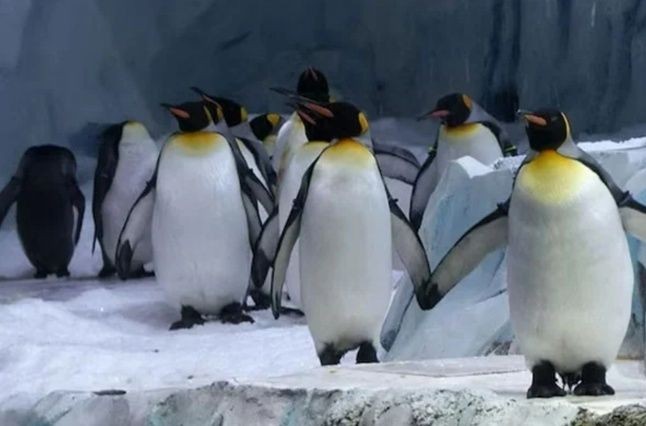 南极企鹅。（图：互联网）