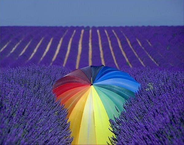 普罗旺斯是世界闻名的薰衣草故乡。