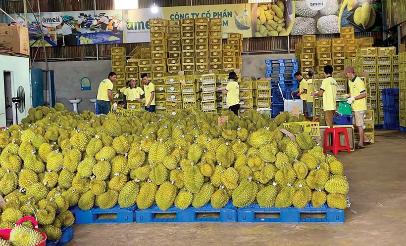 年初榴梿出口继续呈现许多正面迹象。