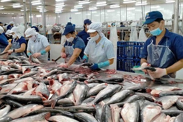 查鱼出口生产线。（图：互联网）