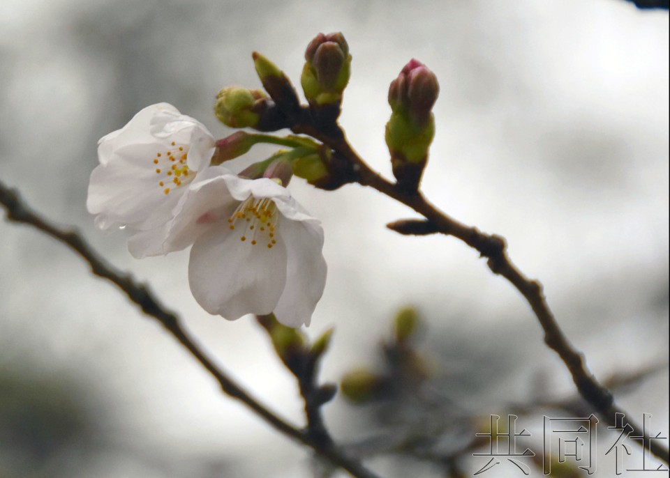日本高知樱花率先开花