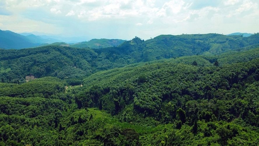 2023年全国森林总面积约达1486万公顷