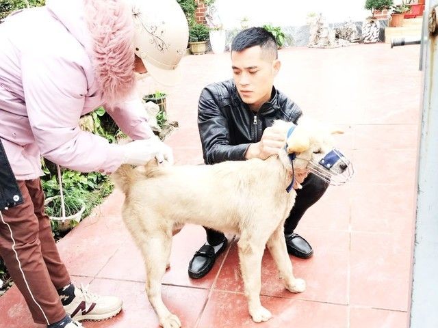 紧急为犬、猫接种疫苗。