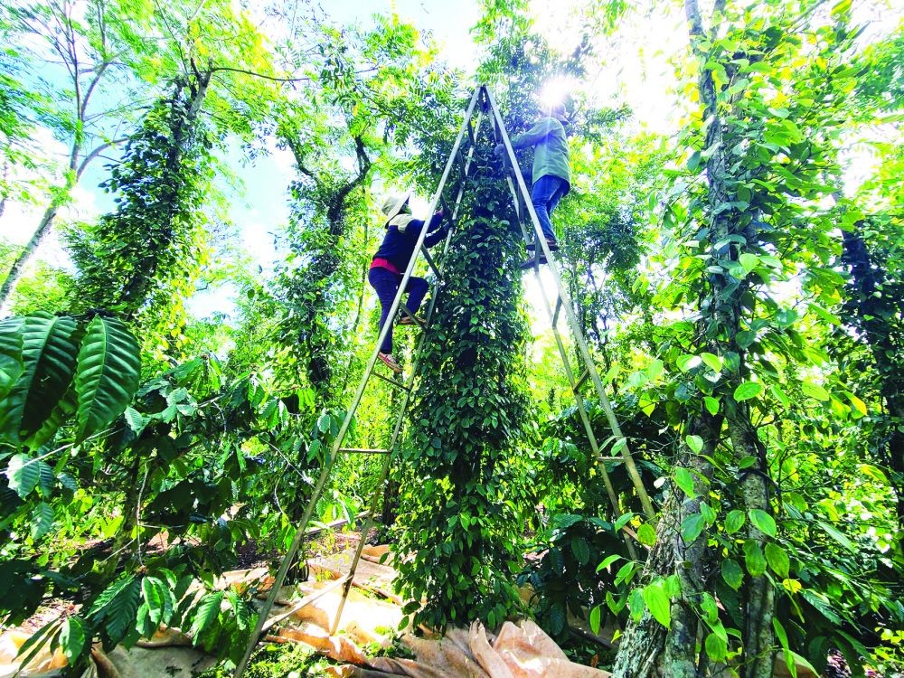 采摘胡椒者面对不少风险。