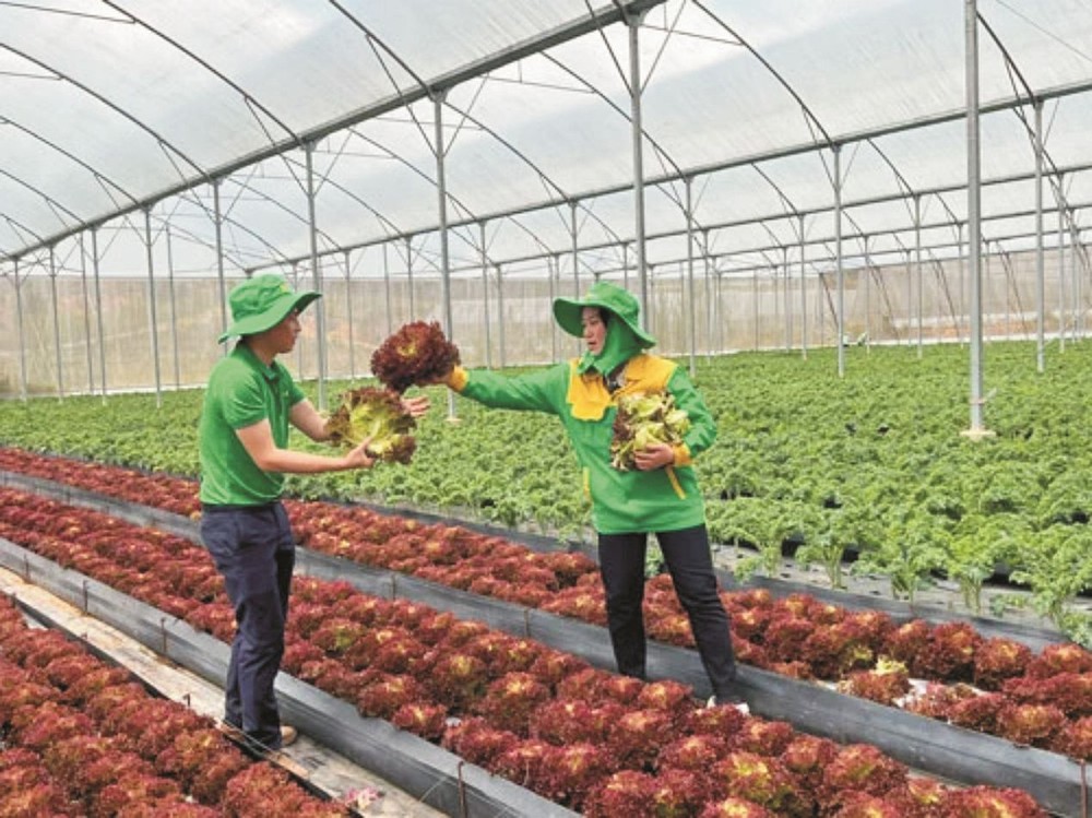 许多企业投资高新技术、实施无公害生产，因此对参加确保食品安全计划十分有信心。