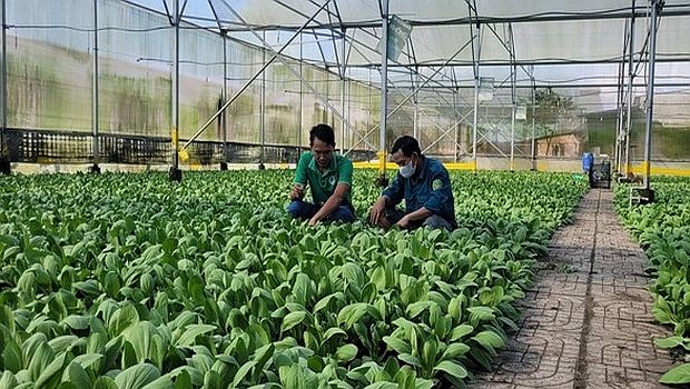 巴地－头顿省某农业合作社。