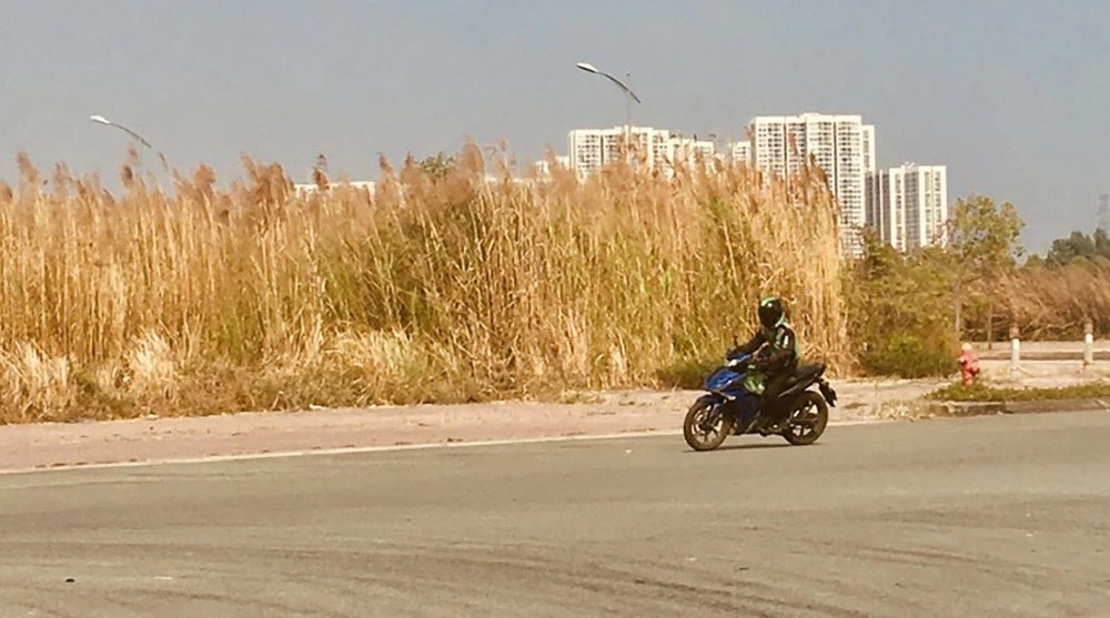 在高温烈日下变黄的数千平方米草地。