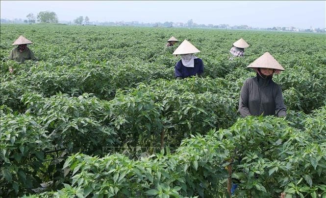 顺和发贸易与进出口有限责任公司的工人正照料意安县安义乡的出口辣椒面积。（图：越通社）