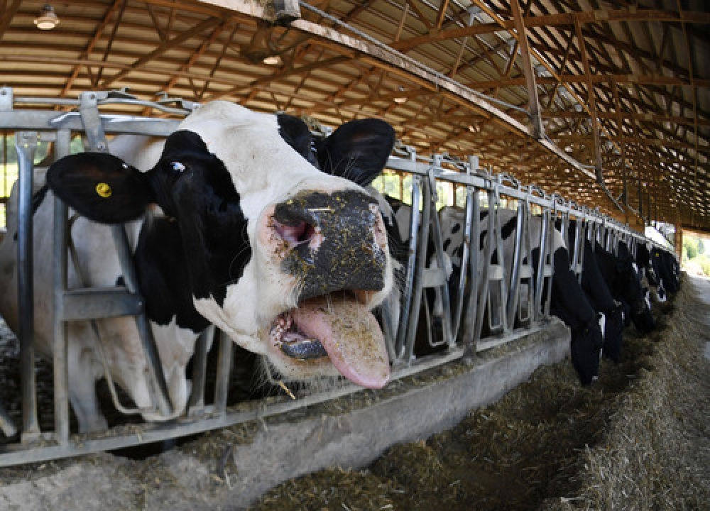 美国威斯康星州一家奶牛农场。（示意图：新华社）