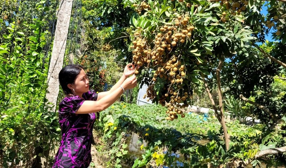 前江水果产量与价值随着出口激增