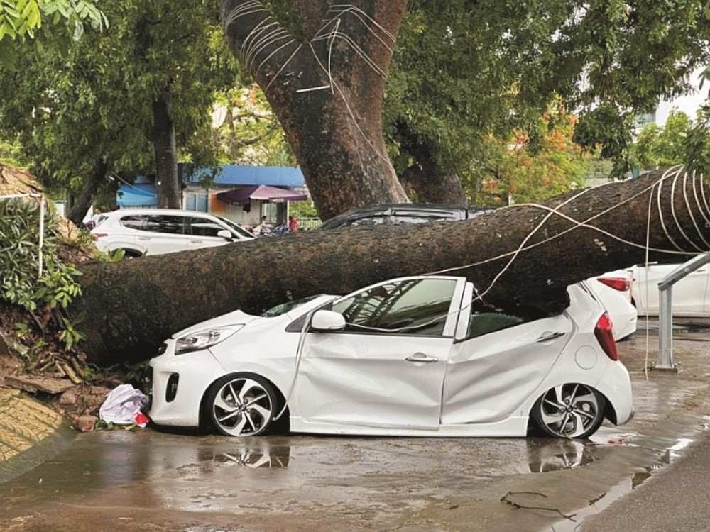 海防市青少年文体宫的翻根大树把轿车压扁。