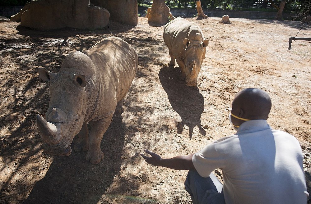 南非动用放射性物质阻止犀牛角走私