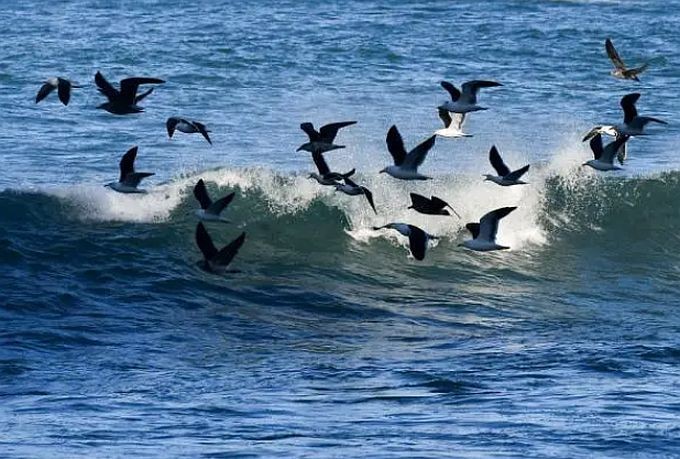资料图：一群海鸟在新西兰惠灵顿海域逐浪。（图：新华社）