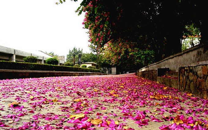 花开花落诗满地