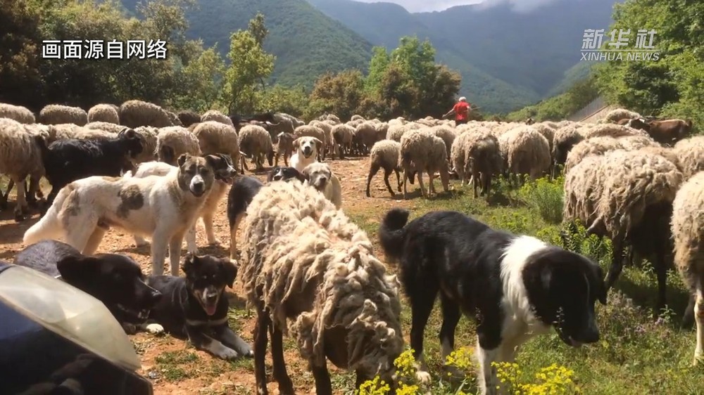 7月11日，希腊中部色萨利地区一些农场发现有羊感染小反刍兽疫病毒。此后，确诊病例增加，涉疫范围扩大。（图：新华社视频截图）
