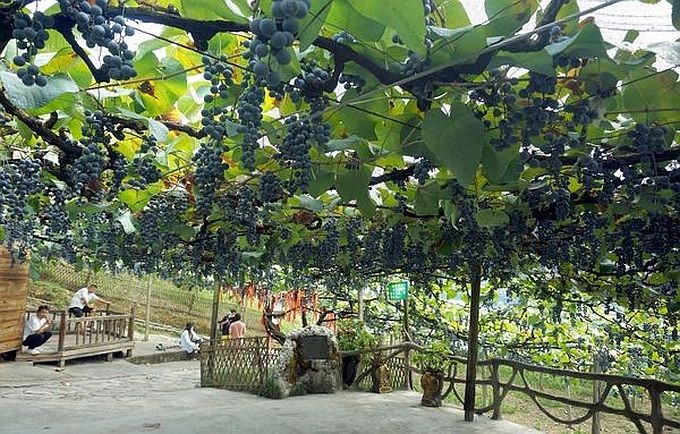 中方刺葡萄百年老藤