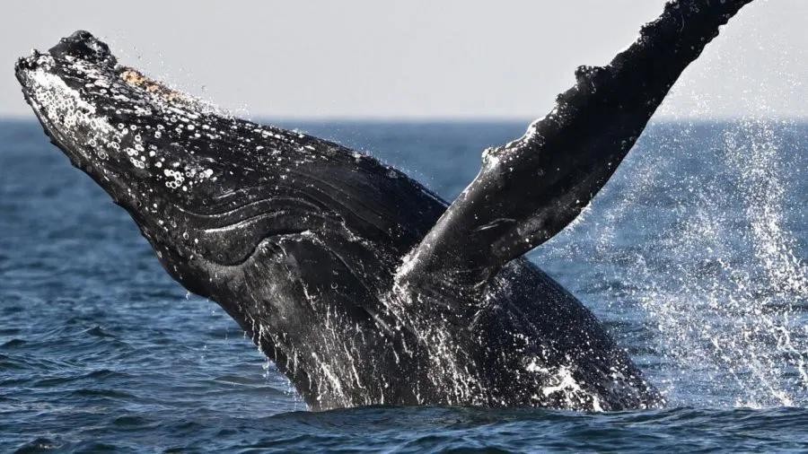长鬚鲸被世界自然保护联盟列为濒危物种。（图：AFP）