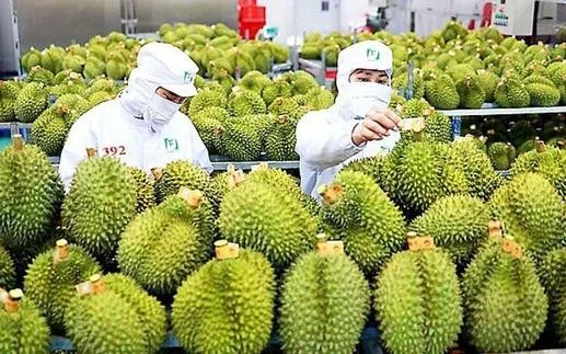 越南榴梿具有很大的出口中国市场潜力。