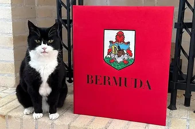 英外交部前“首席捕鼠官”重出江湖