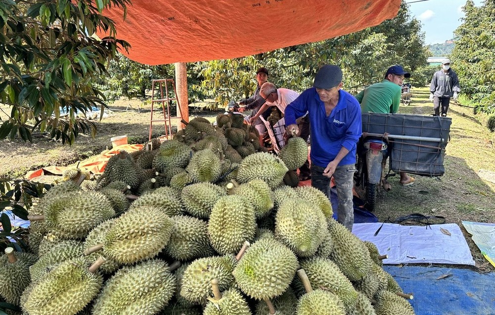 越南企业在向农民提供绿色经济转型措施的同时也应包销产品。