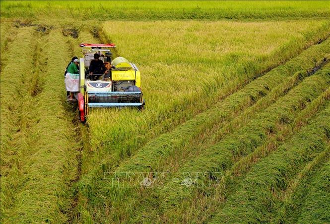 后江省渭水县农民提早收获冬春造水稻。（图：越通社）