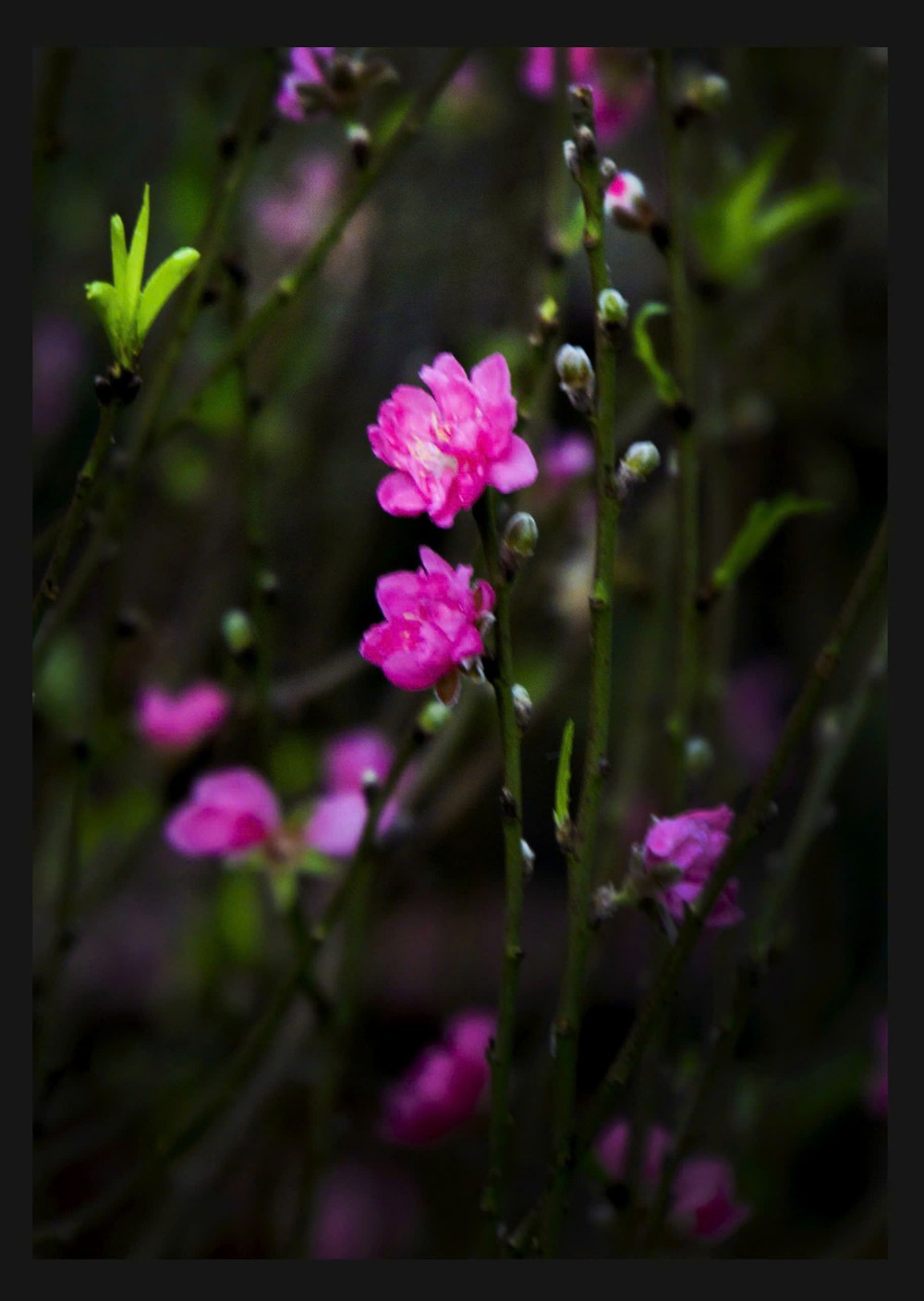 春艳 - 刘佩欐摄