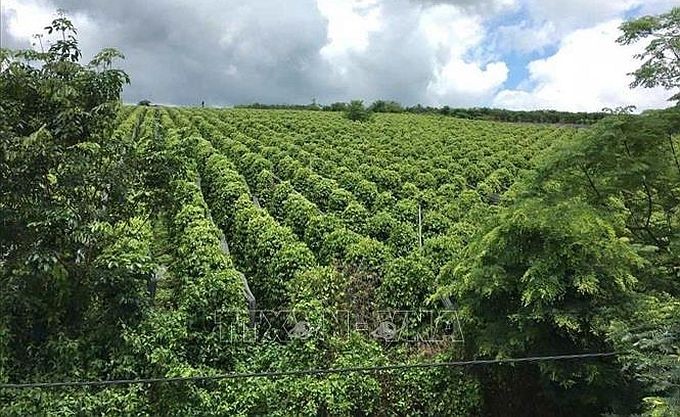 嘉莱省的胡椒园正按有机方向耕作。