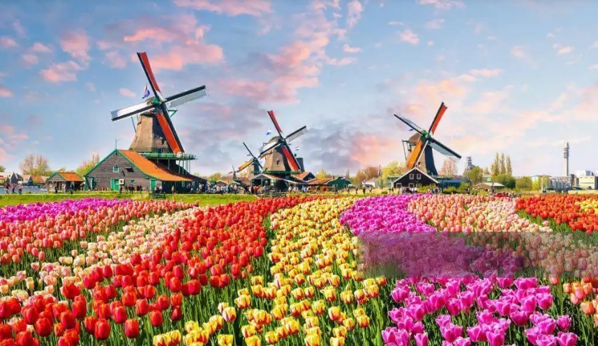 荷兰的风车、郁金香与无限魅力。（图：互联网）