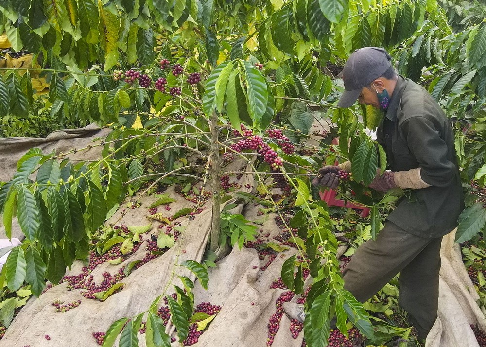 2024-2025年咖啡造嘉莱省达朵县果农丰收。