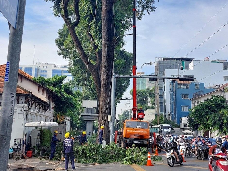 街道绿树修剪桠枝有助减少天灾发生事故。
