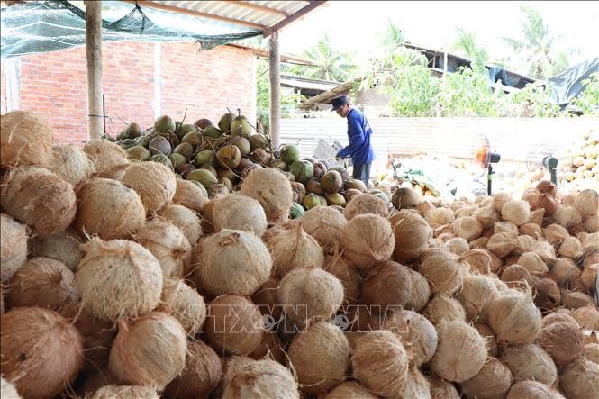 槟椥农民正加工以剥除原料干椰壳。