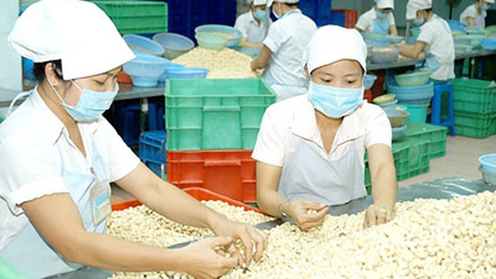 粗加工腰果出口。