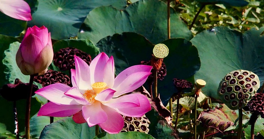 《夏日风情》 陈蒋仪 摄