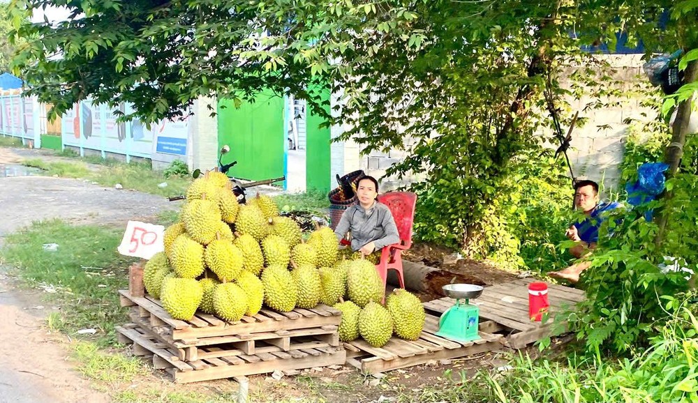 芹苴市丰田县果农沿着61C国道推销榴梿。