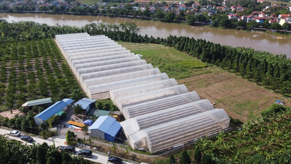 河内怀德县温室农业生产模式。（图：越通社）