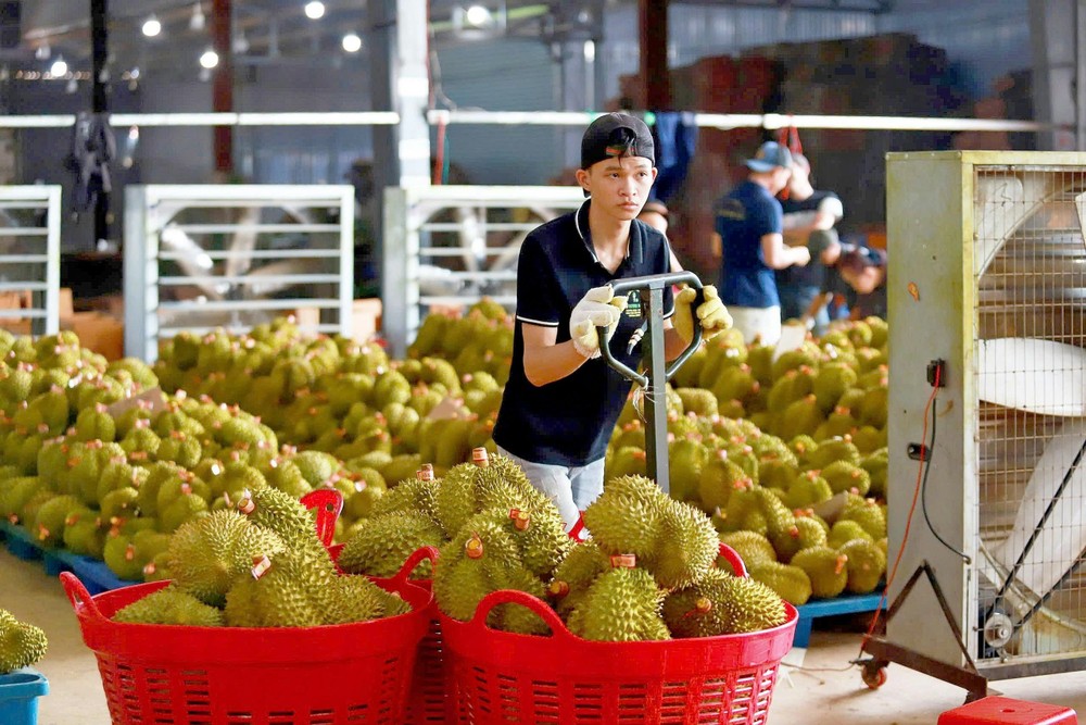 榴梿正在越南一家出口包装厂分类。