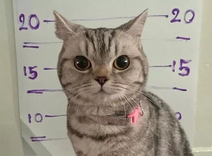 「农纳唐」入案照。