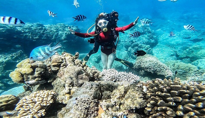 芽庄湾的潜水观赏珊瑚活动曾吸引了众多国内外游客。（图：春扩）