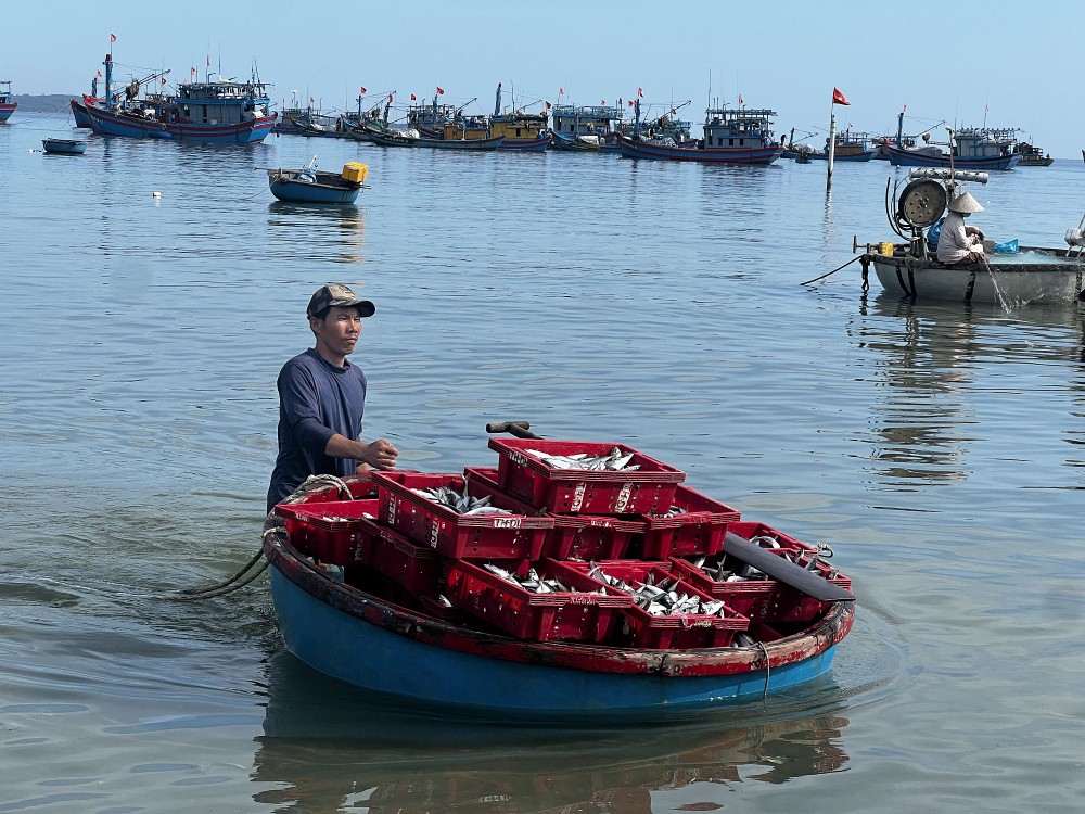 广义省渔民近岸捕获大量蓝圆鲹