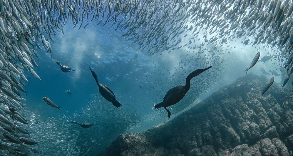 鸟类在海洋中被拍到，它们刚刚潜入水中捕食鱼类。（图：联合国）