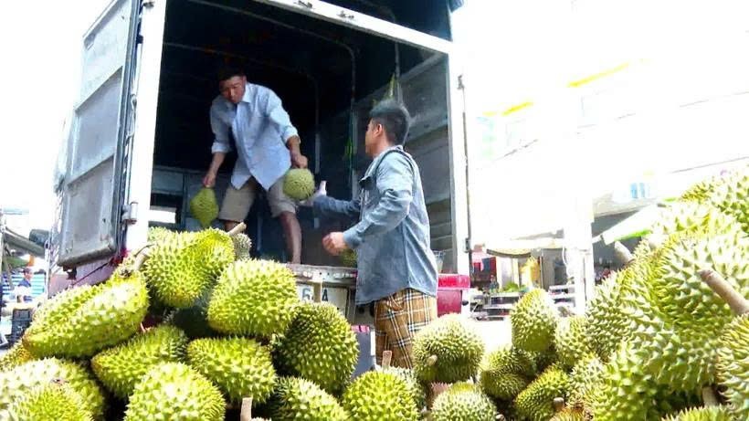 南部西区的榴梿正处于末造。（图：互联网）