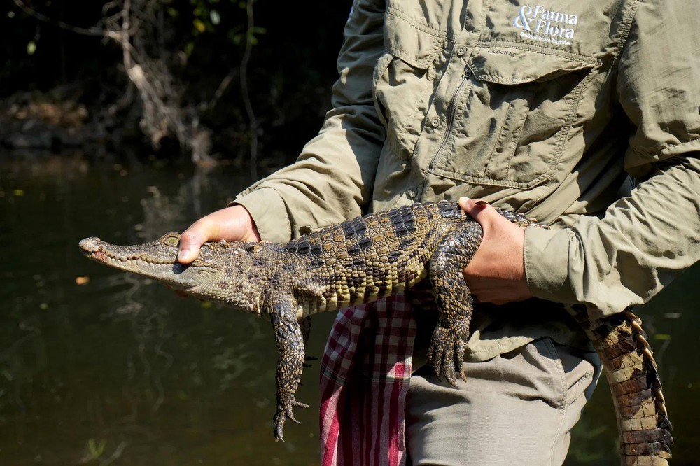 暹罗鳄鱼。（图：互联网）