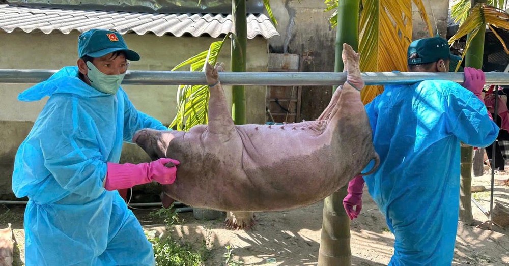 兽医工作人员将死亡的病猪抬去销毁。（图：陈梅）