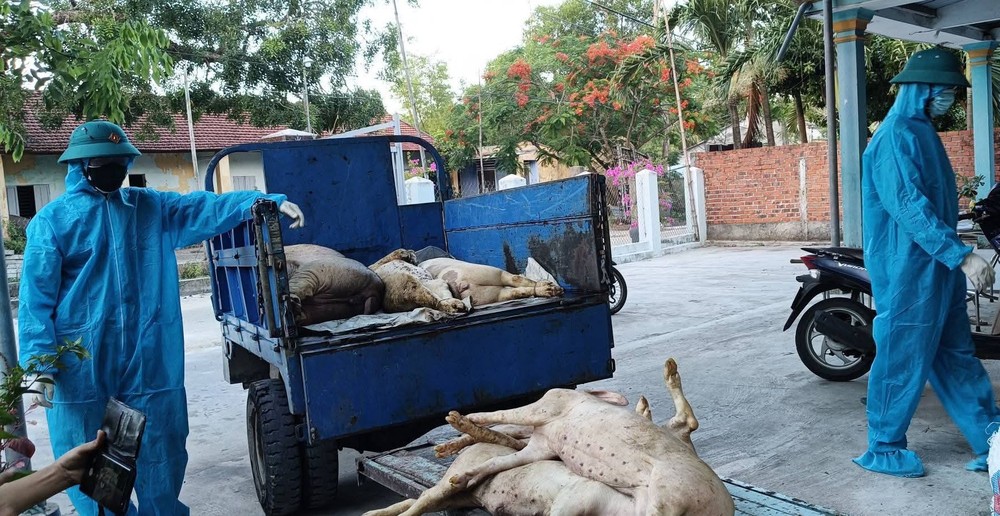 职能力量将死亡的病猪堆放后运去销毁。