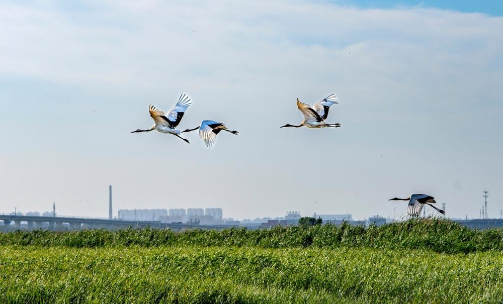 图为丹顶鹤在中国辽宁省营口永远角湿地仙鹤湾上空飞翔。（图：新华社）