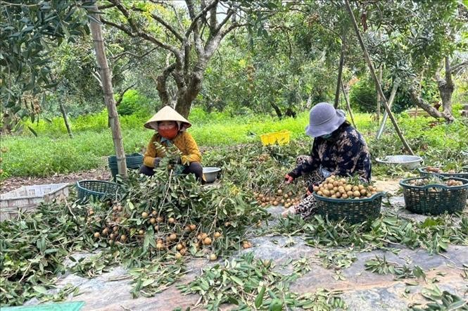 本市和协乡农民正在龙眼园里加工龙眼。（图：越通社）